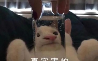 看海可爱沙雕文案短句，看海可爱沙雕文案短句图片