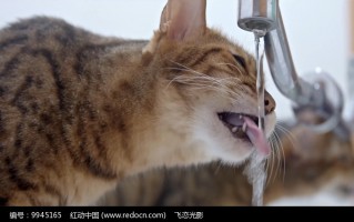 猫咪喝水视频恶搞，猫咪喝水多正常吗