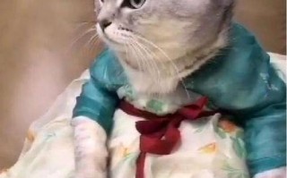 汉服猫咪穿搭，汉服猫咪穿搭图片
