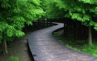 东平森林公园游玩攻略，东平森林公园
